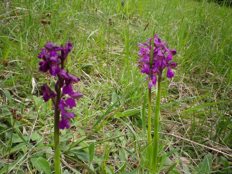 Una orchidea  viola: Anacamptis morio